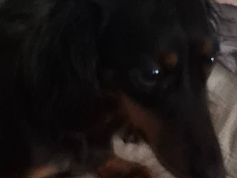 Zoey primary photo