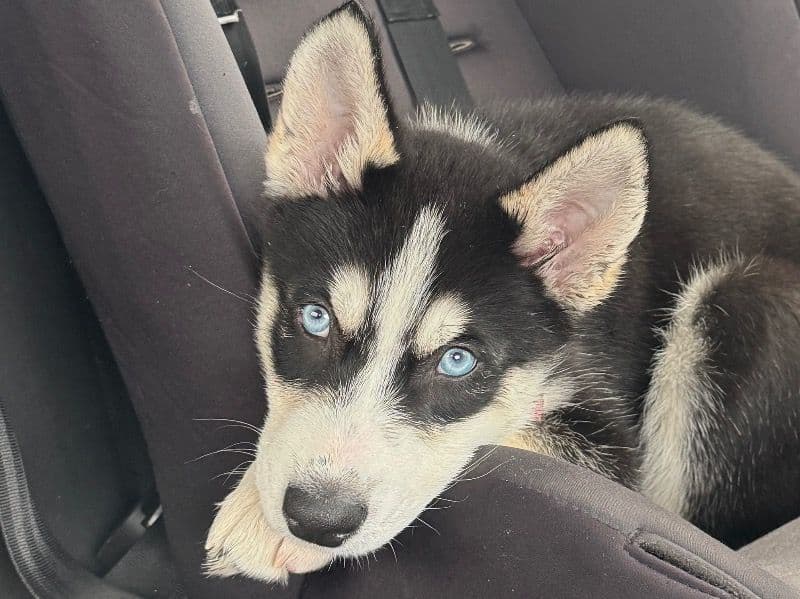 Wolf / Wolfie primary photo