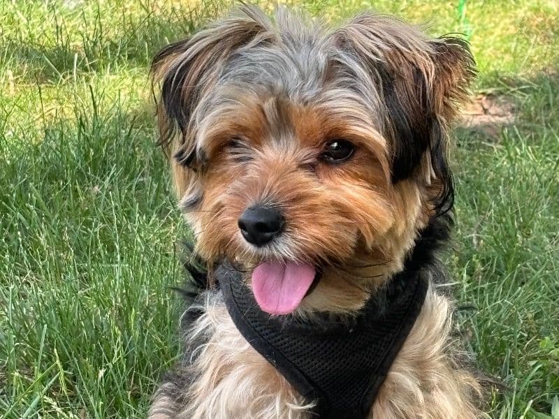 Simba primary photo