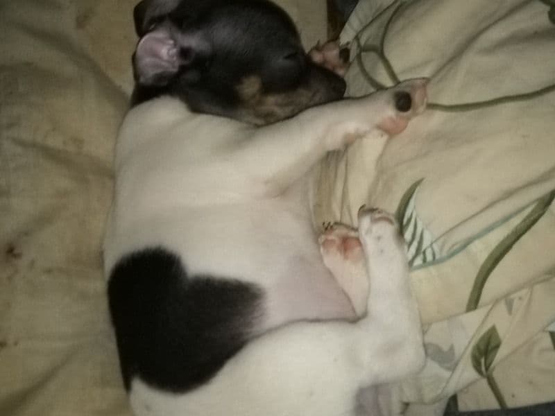 Gizzy primary photo