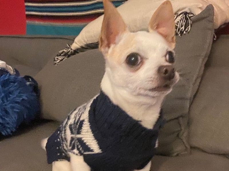 Miko primary photo