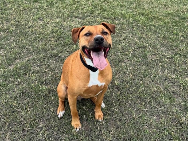 Nala primary photo