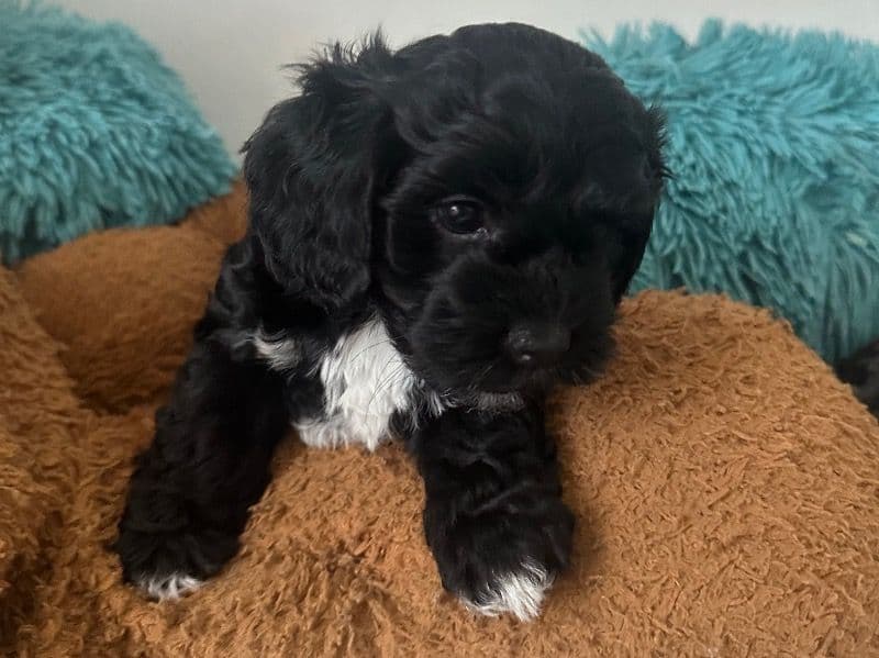 Bella primary photo
