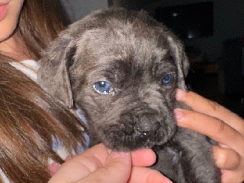 Bluey primary photo