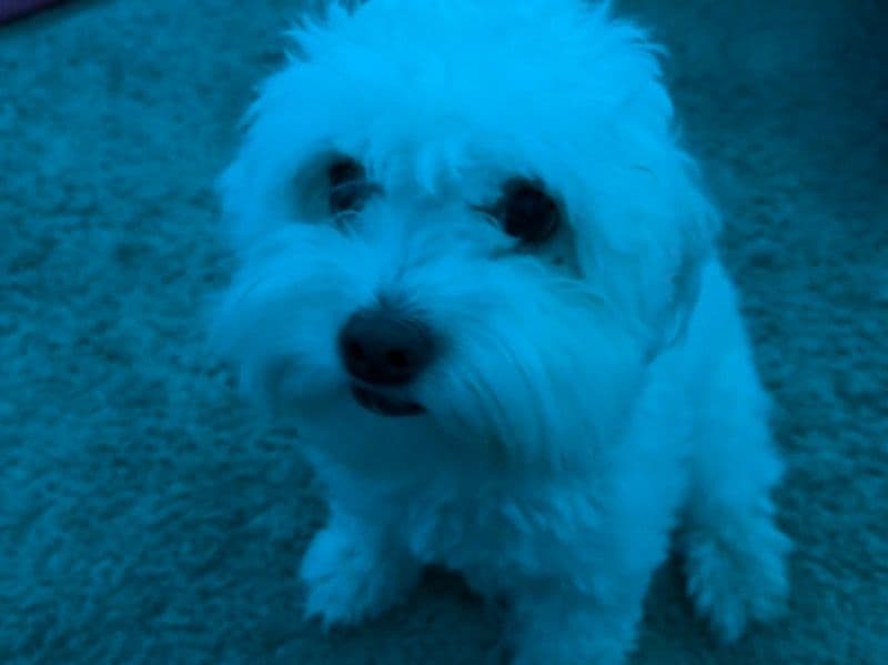 Molly primary photo
