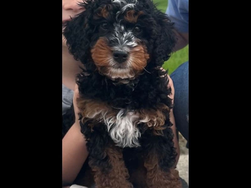 Cookie primary photo