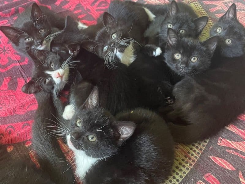 Kittens primary photo