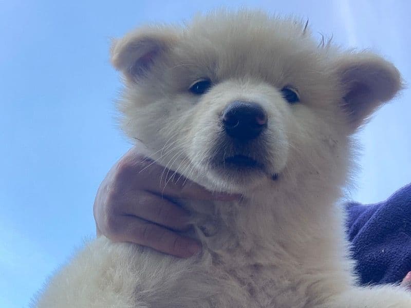 Artic primary photo
