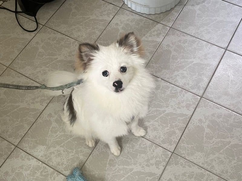 Toby primary photo