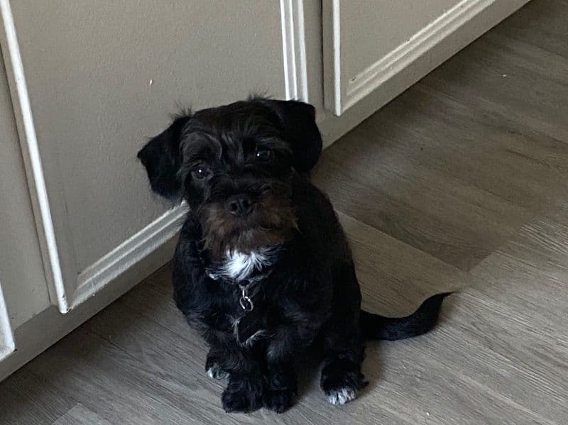 Buddy primary photo