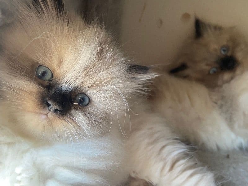 Ragdoll Kittens primary photo
