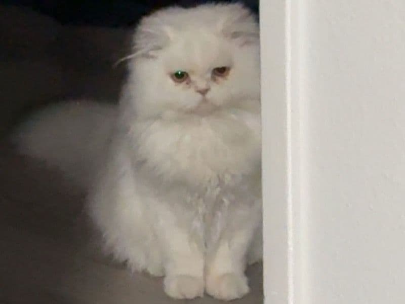 Coco primary photo