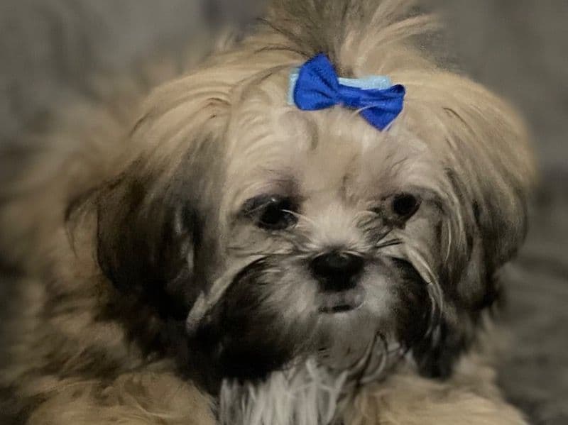 Zoey primary photo
