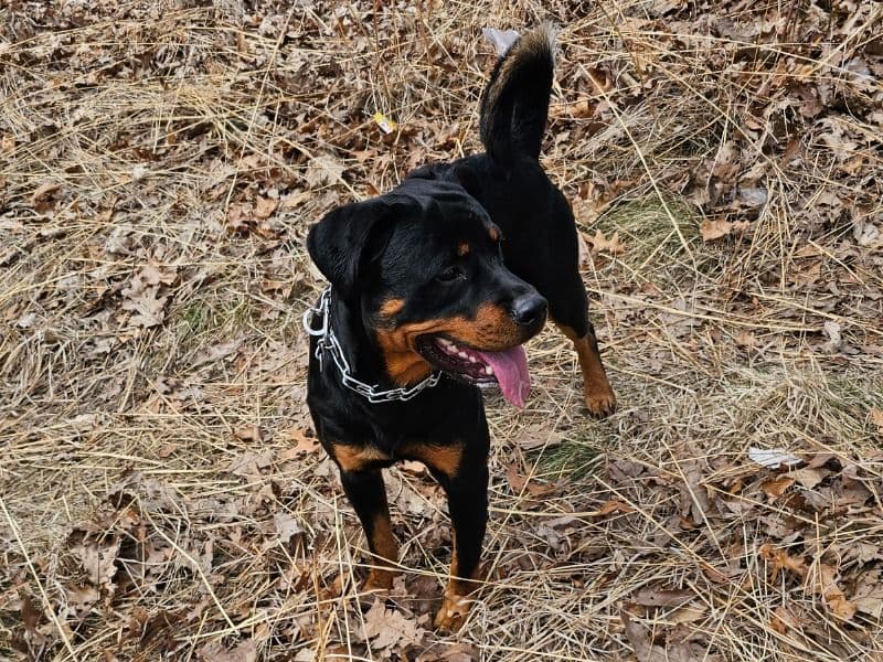 Bruno primary photo