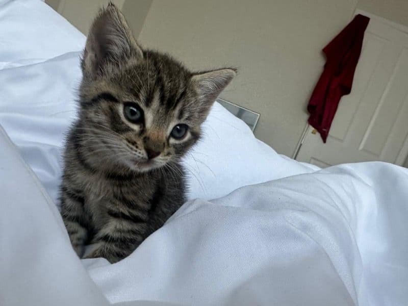 Munchkin primary photo