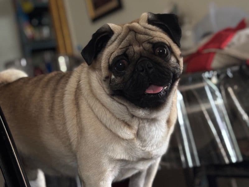 Rolo primary photo