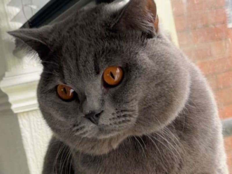 Kitkat primary photo