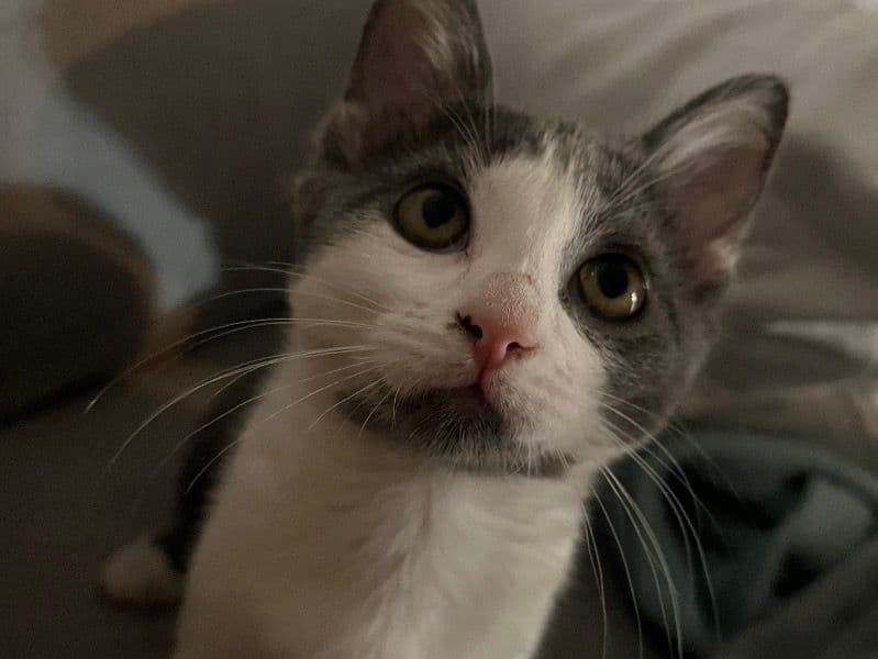 Cleo primary photo