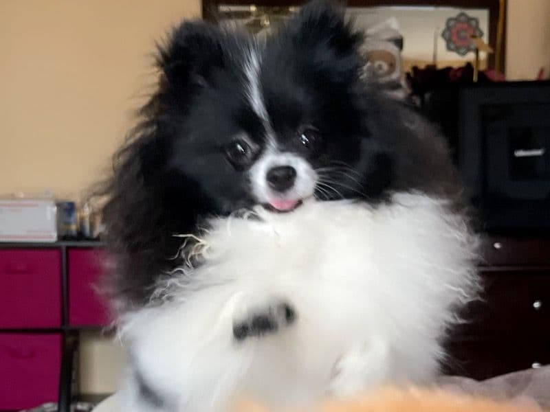Mia primary photo