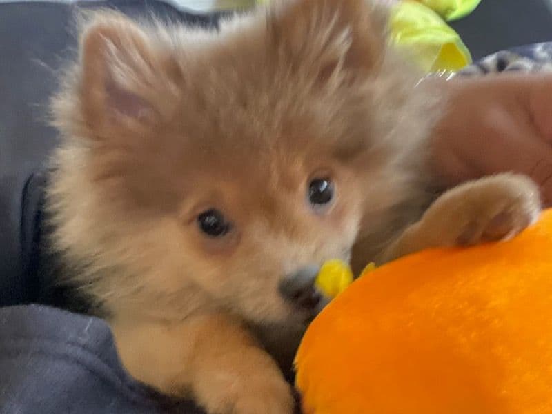 Lola primary photo