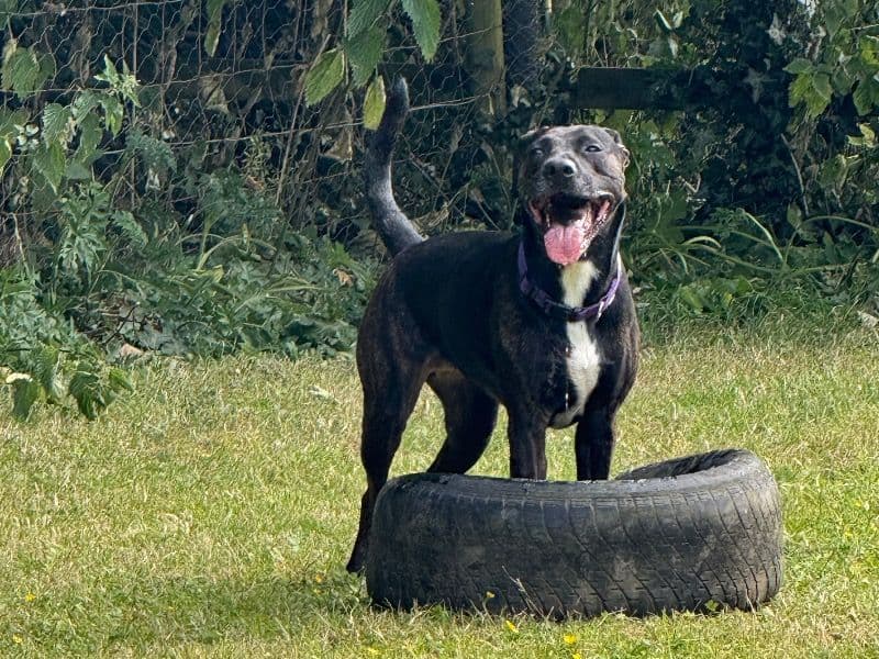 Oreo primary photo