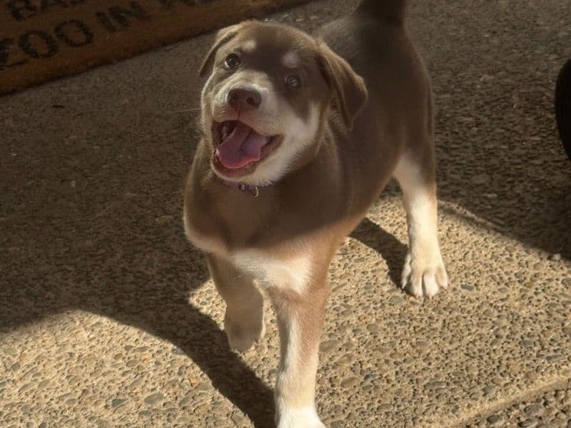 Labsky Female primary photo