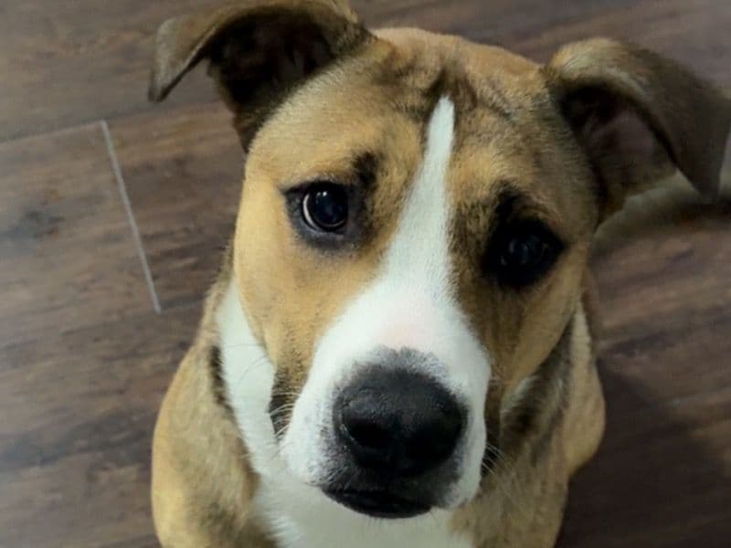Coco primary photo
