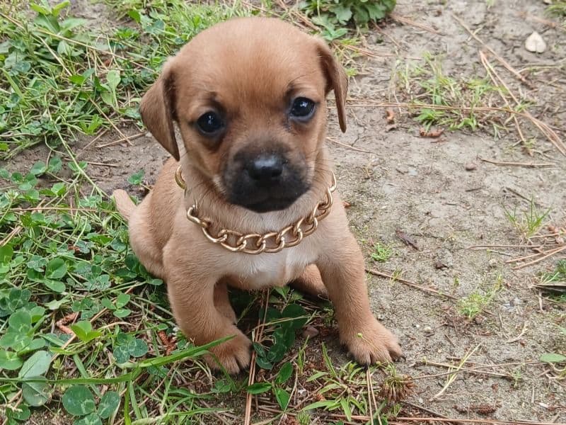 Nala primary photo