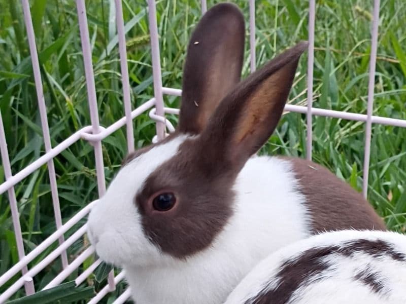 Lola primary photo