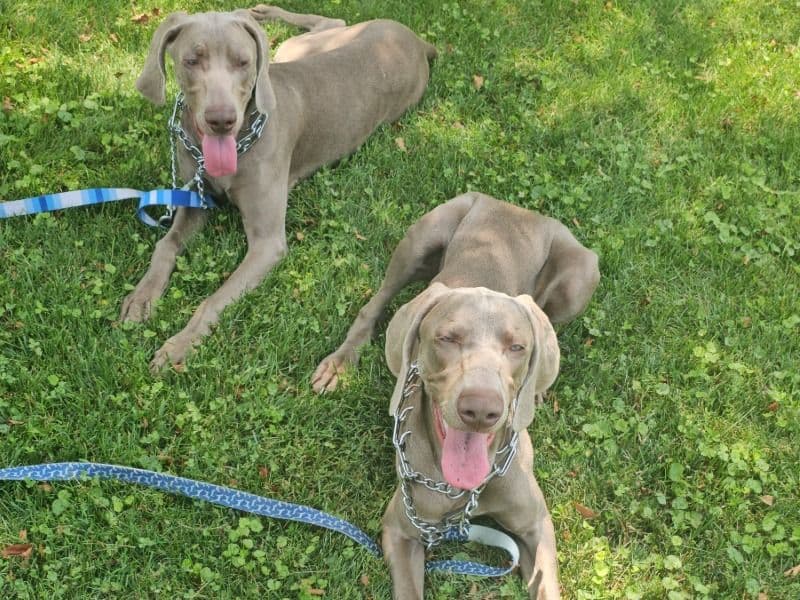 Ace And Max primary photo
