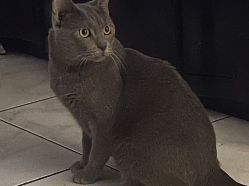 Coco primary photo