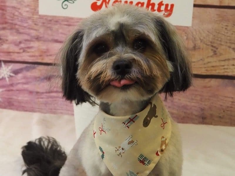 Dolly primary photo