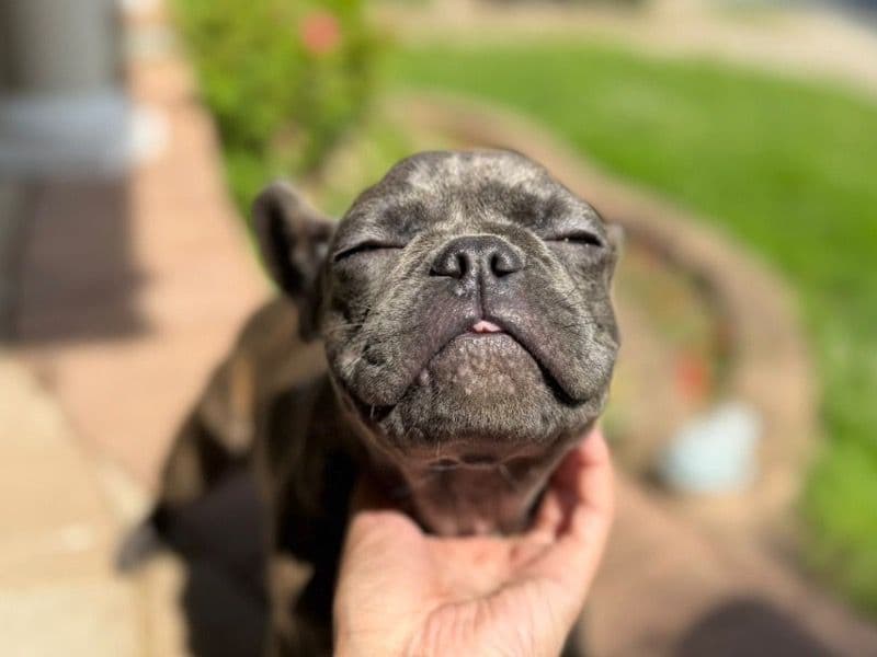 Pebbles primary photo