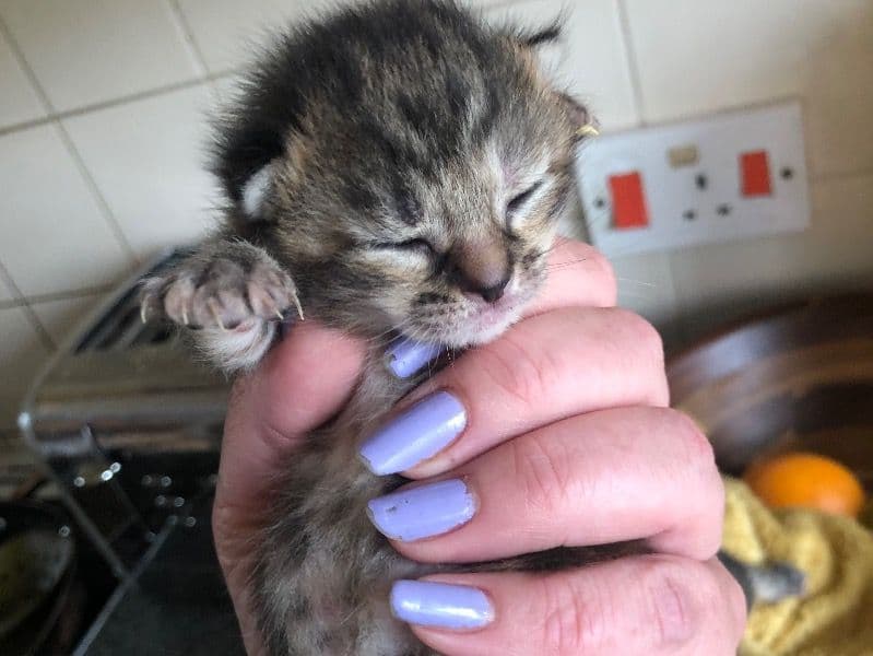 Kitten primary photo