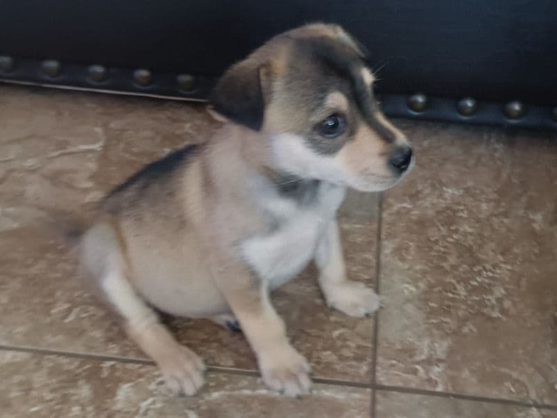 Chiqui primary photo