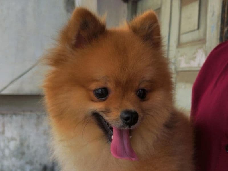 Leo primary photo