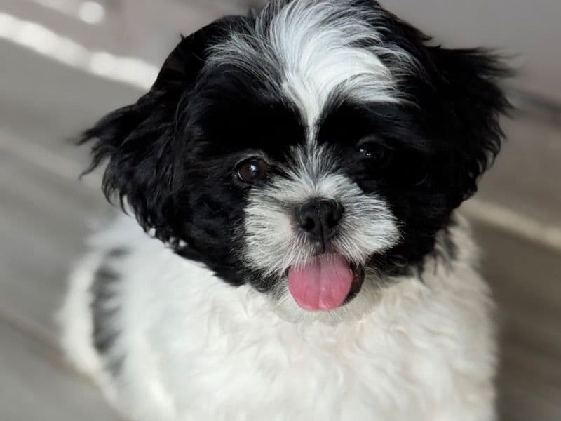 Toby primary photo