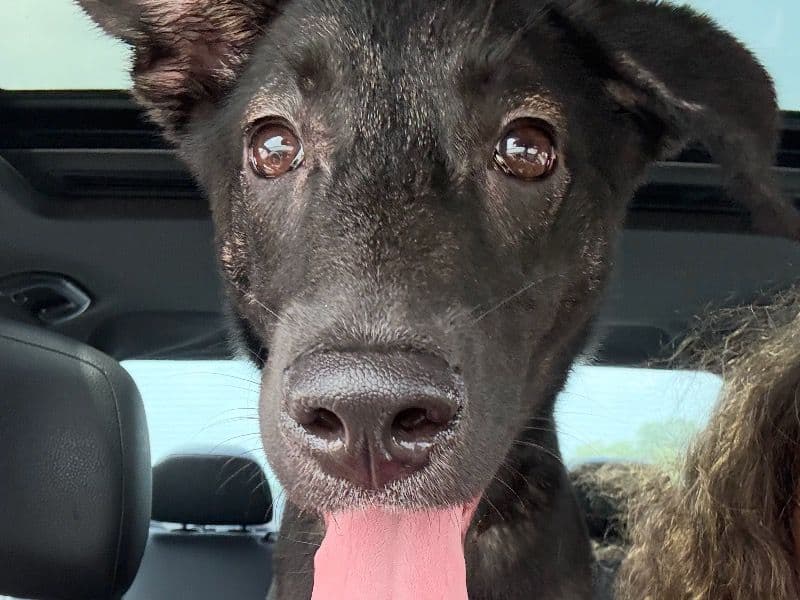 Koda primary photo