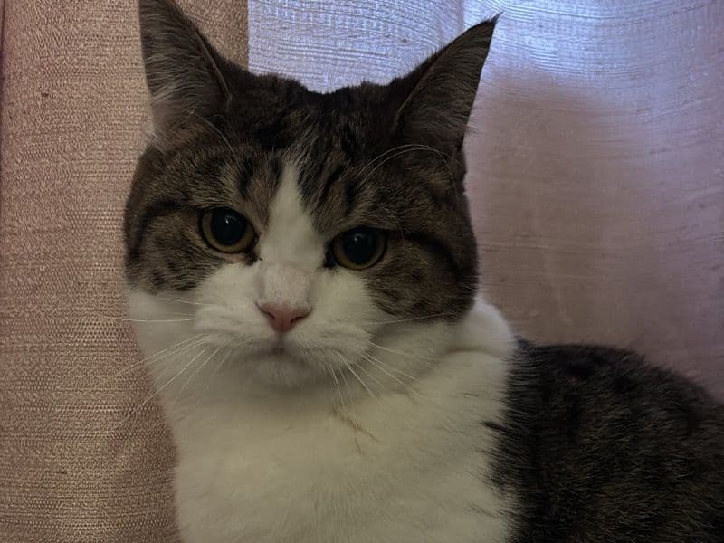 Lily primary photo