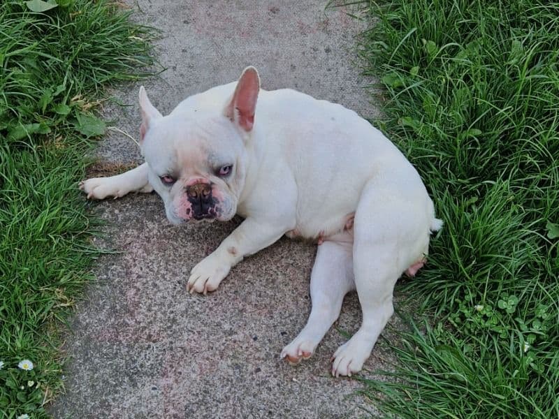 Bella primary photo