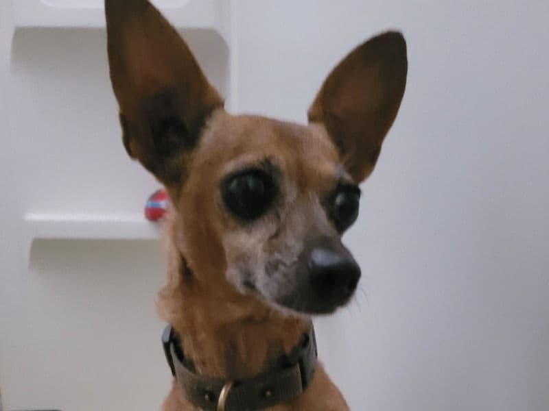 Rex primary photo