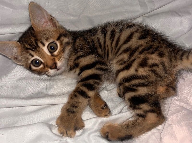 Nala primary photo