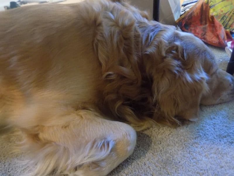 Kipper primary photo