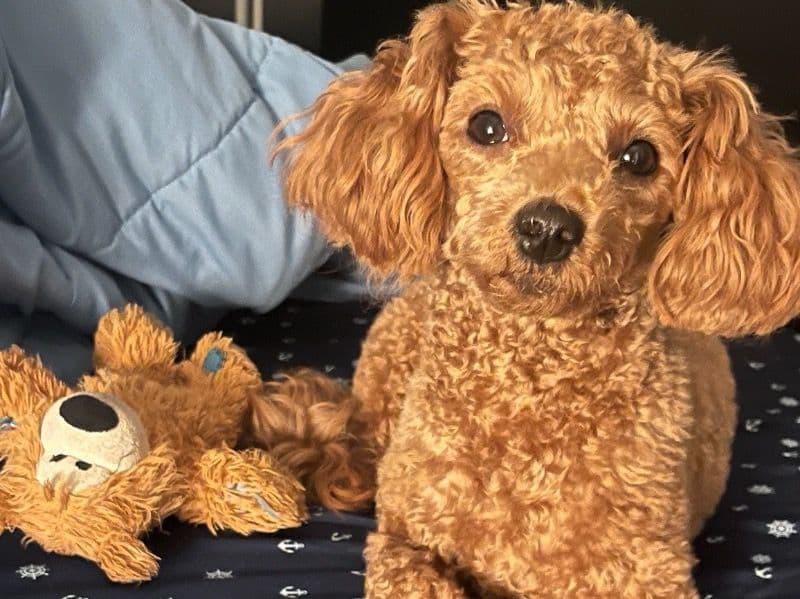 Ginger primary photo