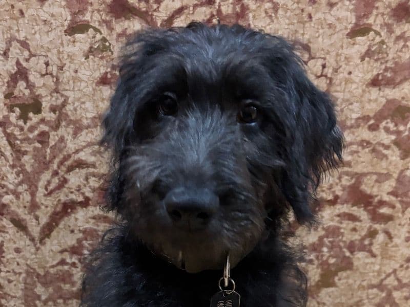 Louie primary photo