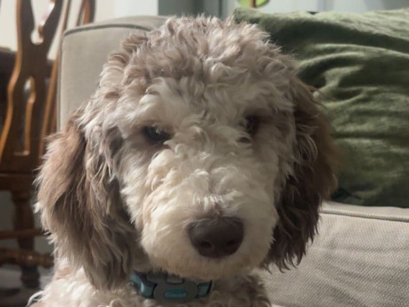 Toby primary photo