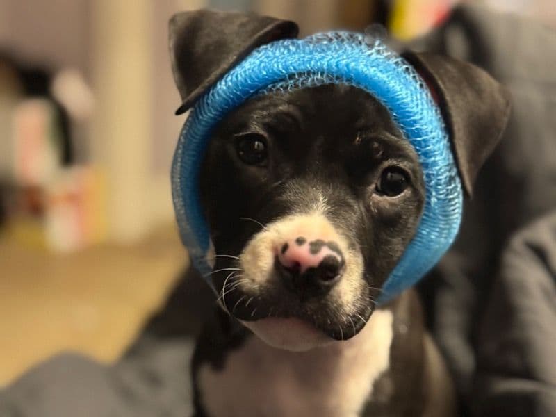 Binx primary photo