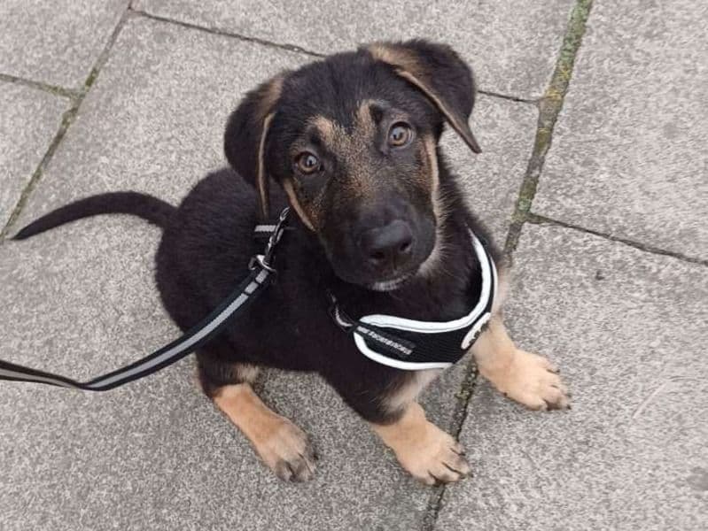 Max primary photo