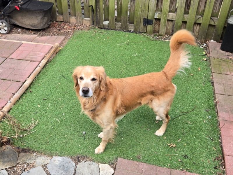 Simba primary photo