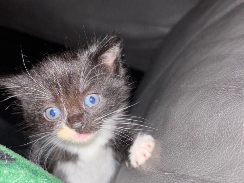 Oreo primary photo